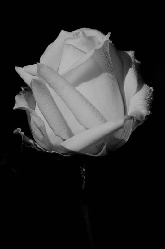 White Rose Art Print featuring the photograph White Rose by Michelle Joseph-Long