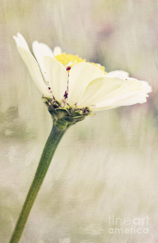 Zinnia Art Print featuring the photograph White Zinnia by Pam Holdsworth