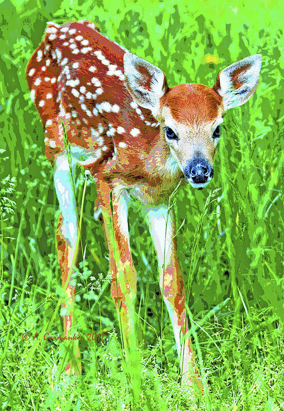 White-tailed Deer Art Print featuring the photograph Whitetailed Deer Fawn Digital Image by A Macarthur Gurmankin