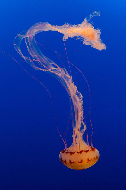 Jellyfish Art Print featuring the photograph Who what where when Purple Striped Jelly 1 by Scott Campbell