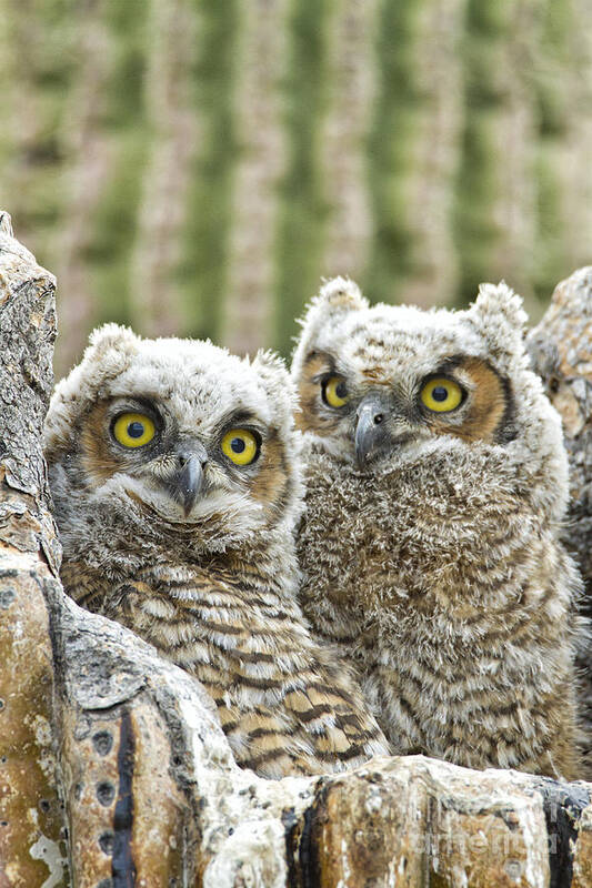 Owl Art Print featuring the photograph Who's There? by Bryan Keil