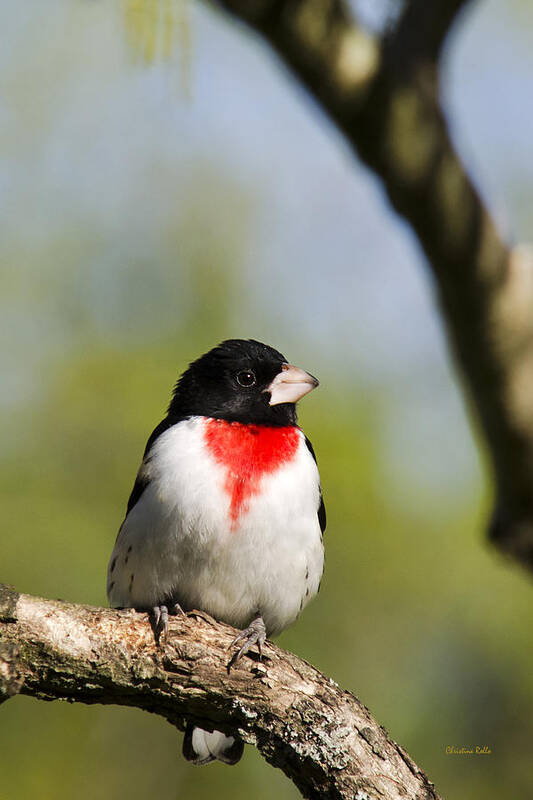 Bird Art Print featuring the photograph Male Rose Breasted Grosbeak by Christina Rollo