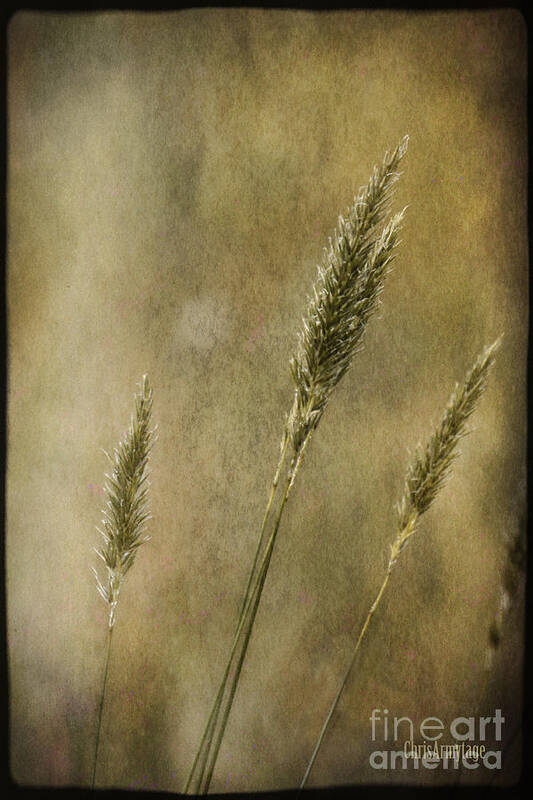 Grasses Art Print featuring the photograph Wild grasses by Chris Armytage