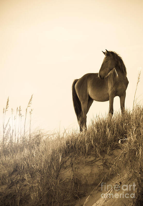Horse Art Print featuring the photograph Wild Horse on the Beach by Diane Diederich