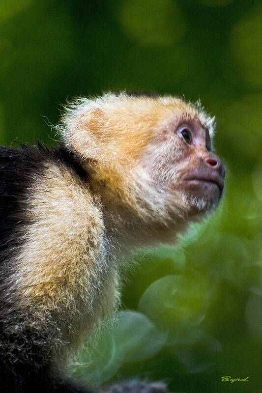 Monkey Art Print featuring the photograph Wild White-faced Capuchin monkey by Christopher Byrd