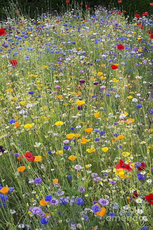 Wildflowers Art Print featuring the photograph Wildflower Mix by Tim Gainey