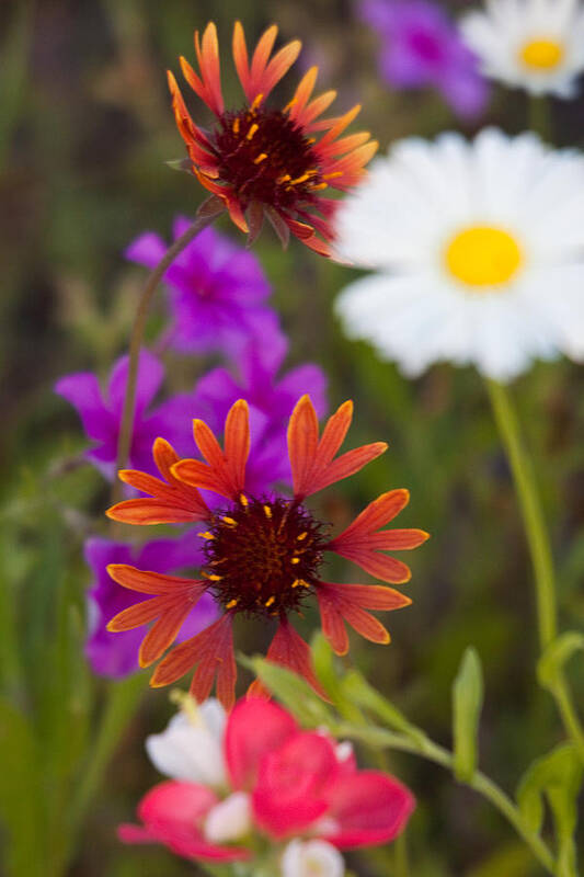Colorful Art Print featuring the photograph Wildflowers of Texas by Eggers Photography