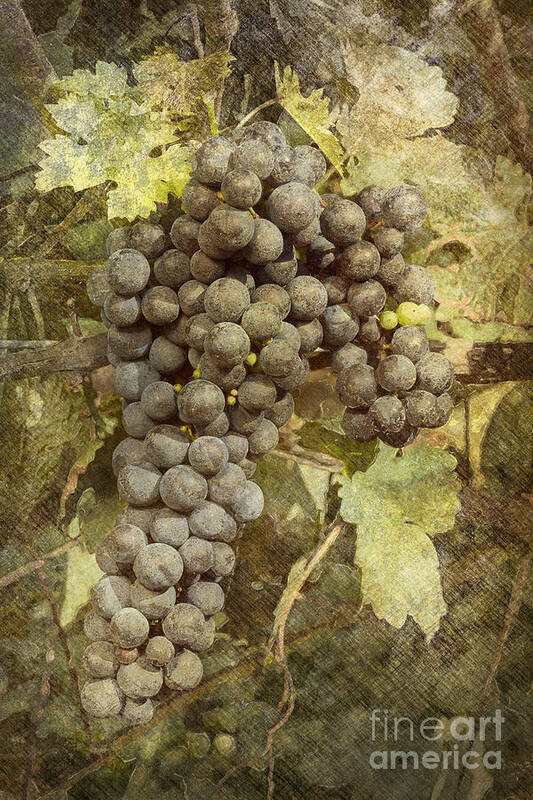 Grape Art Print featuring the photograph Winery Grapes by Carrie Cranwill