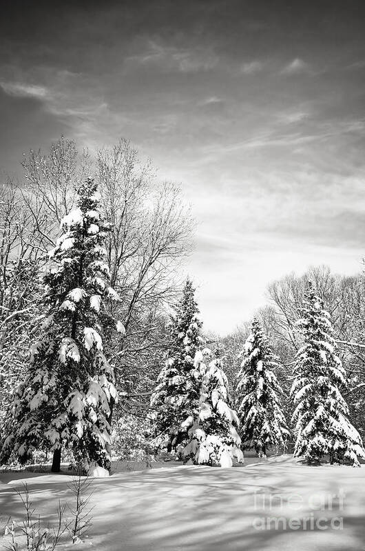 Winter Art Print featuring the photograph Winter forest in black and white by Elena Elisseeva