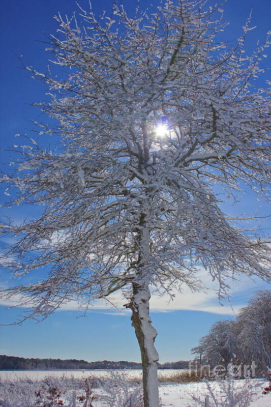 Winter Art Print featuring the photograph Winter Magic by Amazing Jules