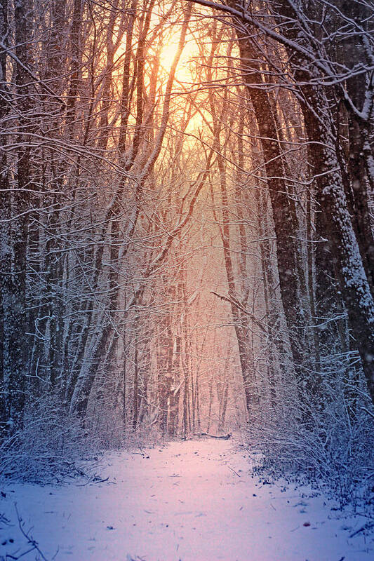 #winter Art Print featuring the photograph Winter Pathway by Rob Blair