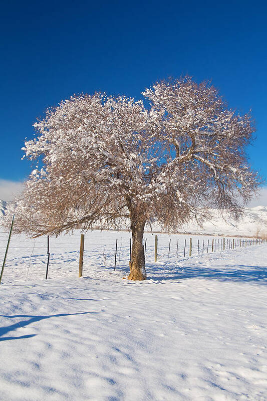 Tree Art Print featuring the photograph Winter Season on the Plains Portrait by James BO Insogna