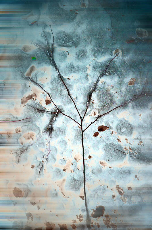Tree Art Print featuring the photograph Winter Tree Abstract by Beth Venner