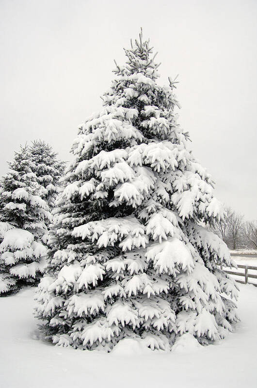 Fir Tree Art Print featuring the photograph Winter Tree by Wesley Elsberry