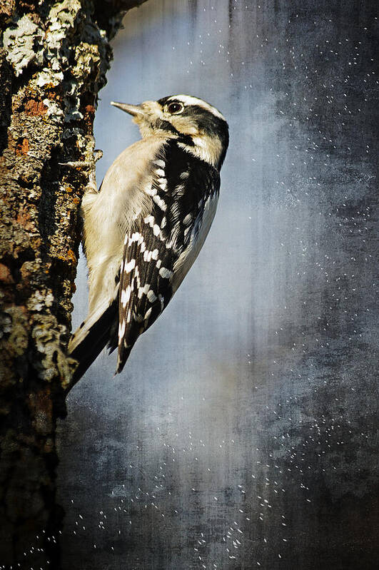 Animal Art Print featuring the photograph Winter Woodpecker by Lena Wilhite