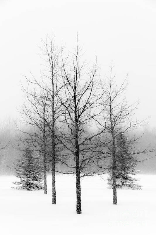 Winter Art Print featuring the photograph Winter's bareness by Lori Dobbs