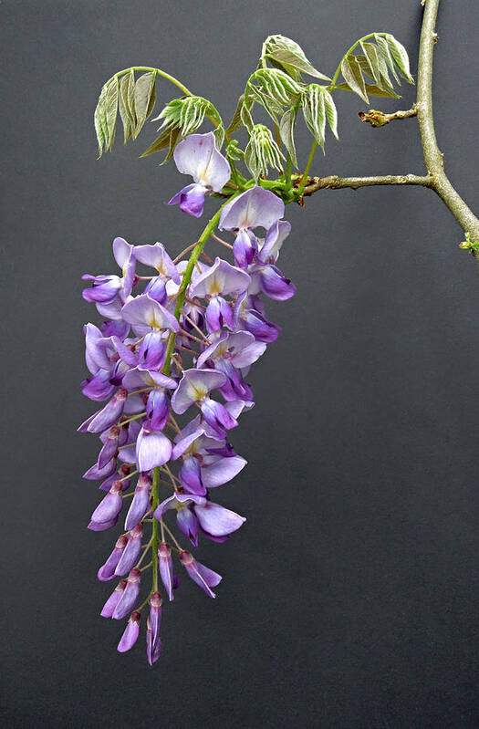 Macro Art Print featuring the photograph Wisteria Blossom by Pete Trenholm