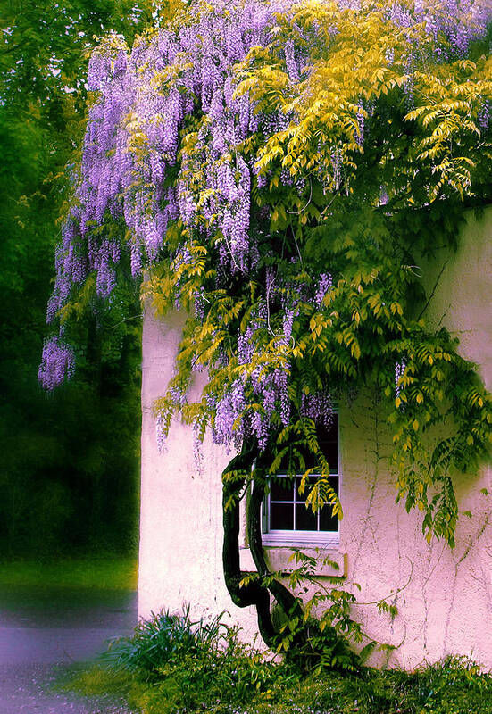 Spring Art Print featuring the photograph Wisteria Tree by Jessica Jenney