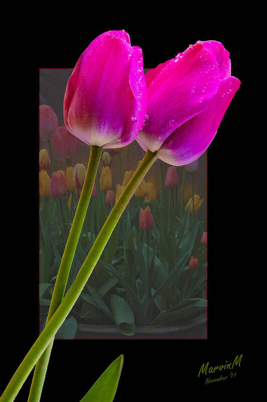 Flowers Art Print featuring the photograph With A Background by Marvin Mast