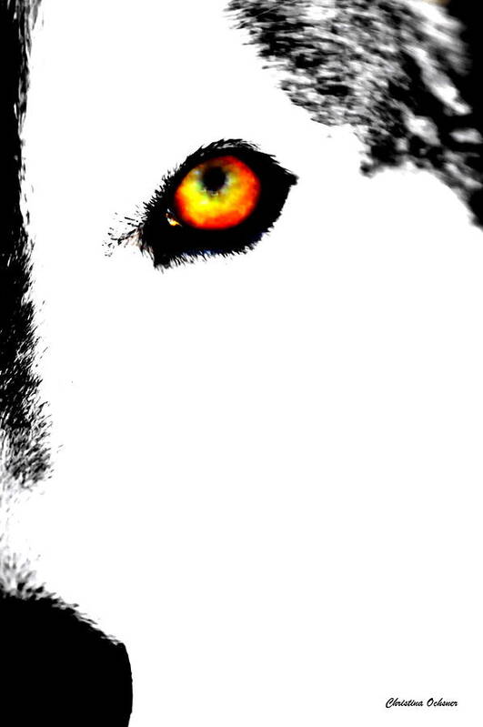 Wolf's Eye Art Print featuring the photograph Wolf's Eye by Christina Ochsner