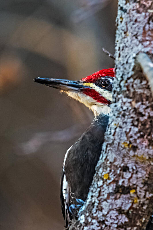 Pileated Art Print featuring the photograph Wood Peeking Pecker by Paul Freidlund