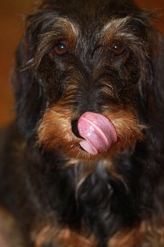 Wire Haired Dachshund Art Print featuring the photograph Working Dog Wirehaired Dachshund by Andrea Lazar