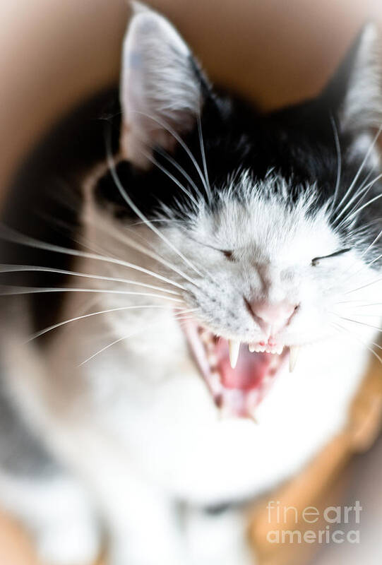 Cats Art Print featuring the photograph Yawn by Cheryl Baxter