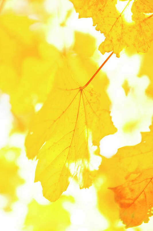 Sweden Art Print featuring the photograph Yellow Autumn Leaves, Close-up by Johner Images