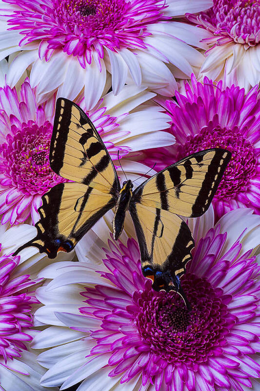 Yellow Art Print featuring the photograph Yellow Butterfly Resting by Garry Gay