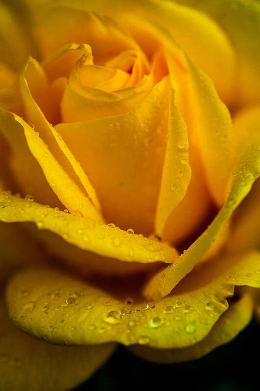 Rose Art Print featuring the photograph Yellow Garden Queen. Yellow Rose by Jenny Rainbow