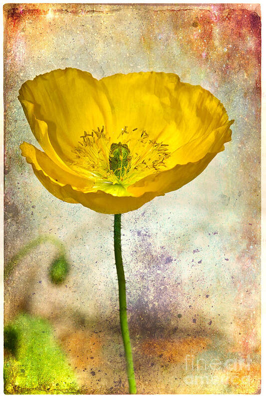Flower Art Print featuring the photograph Yellow Icelandic Poppy And Texture by Mimi Ditchie