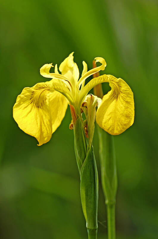 Britain Art Print featuring the photograph Yellow Iris - Iris pseudacorus by Rod Johnson