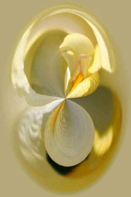 Flowers Art Print featuring the photograph Yellow Iris Series 105 by Jim Baker