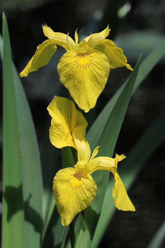 Yellow Iris Art Print featuring the photograph Yellow Irises by Doris Potter