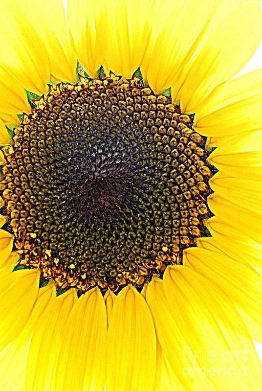 Yellow Art Print featuring the photograph Sunny And Bright Sunflower by Eunice Miller