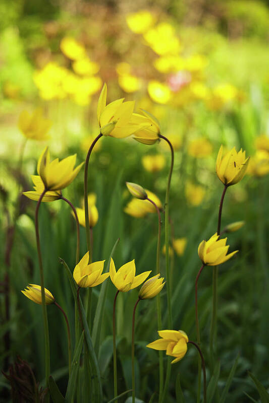 Large Group Of Objects Art Print featuring the photograph Yellow Tulips In Garden by By Tiina Gill