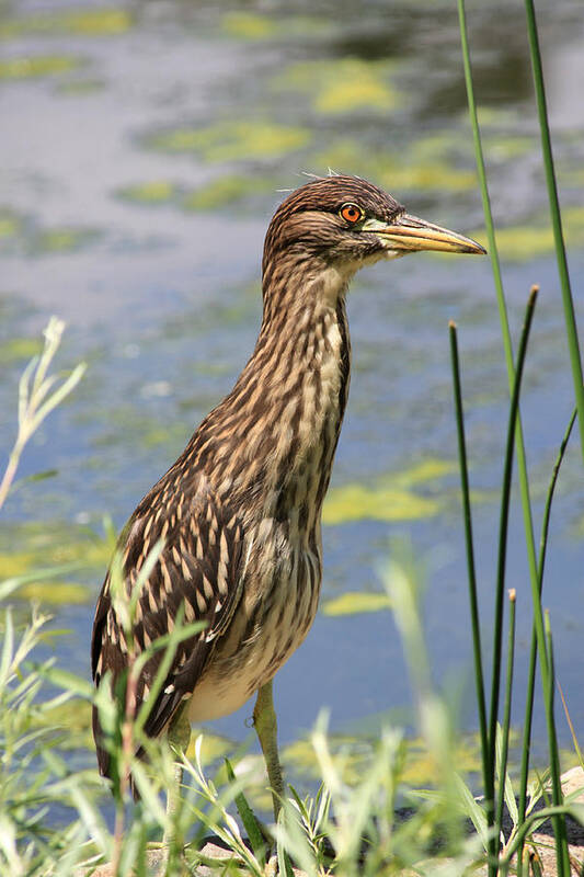Black Crowned Night Heron Art Print featuring the photograph Young Heron by Shane Bechler