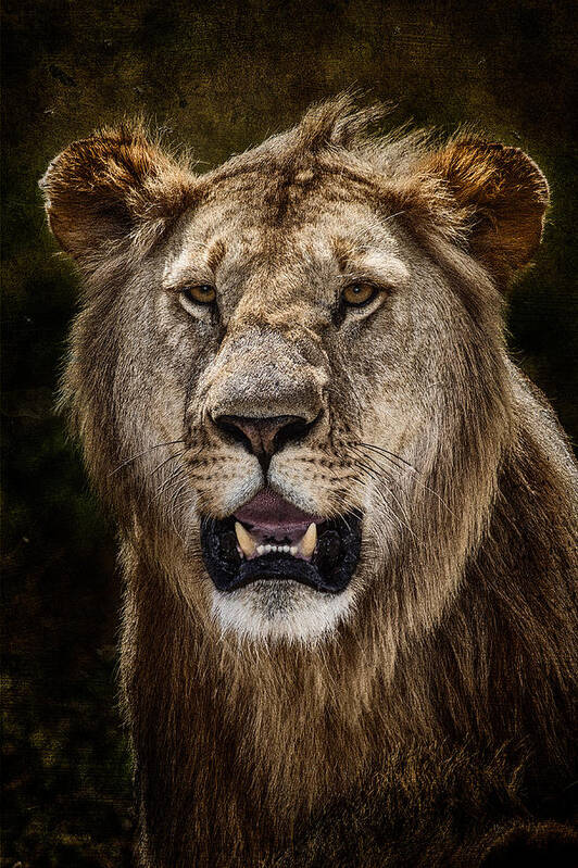 Africa Art Print featuring the photograph Young Male Lion Texture Blend by Mike Gaudaur