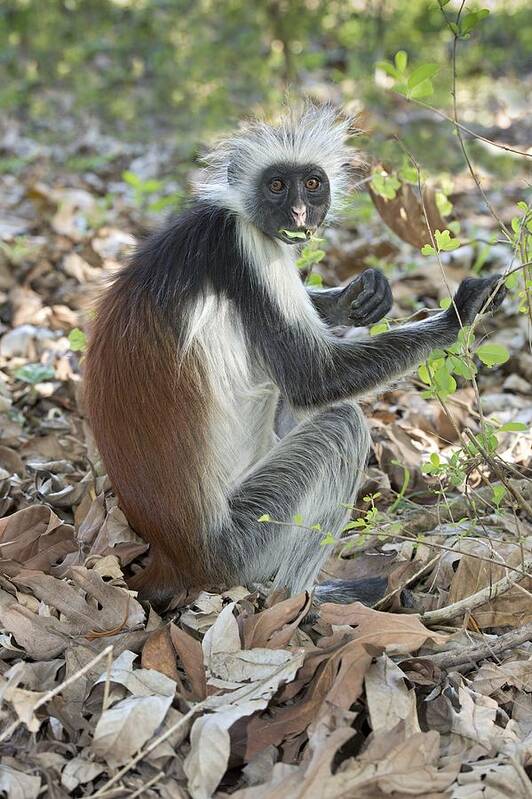 Africa Art Print featuring the photograph Zanzibar Red Colobus Feeding On Leaves by Tony Camacho