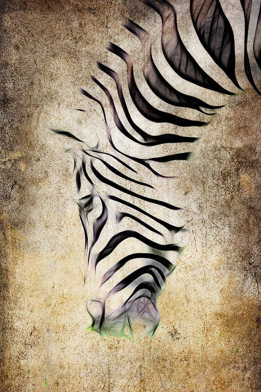 Zebra Art Print featuring the photograph Zebra Fade by Steve McKinzie