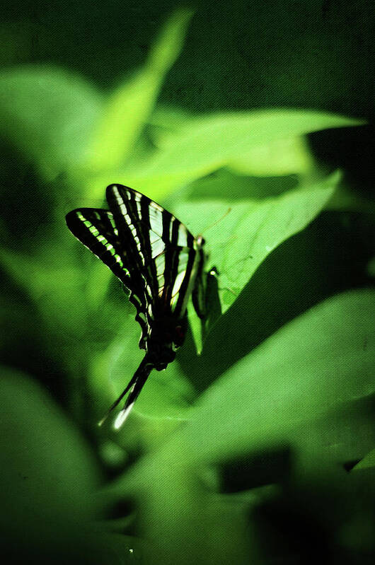 zebra Swallowtail Art Print featuring the photograph Zebra Swallowtail Butterfly by Rebecca Sherman