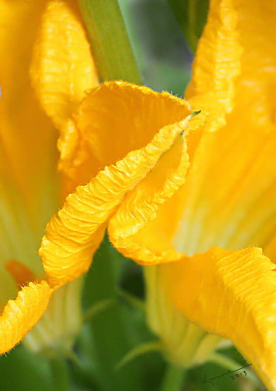 Zucchini Flowers Art Print featuring the photograph Zucchini Flowers in May by Kume Bryant