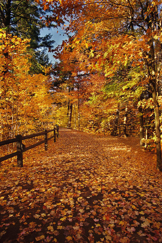 Fall Art Print featuring the photograph Golden Path by Ron Weathers
