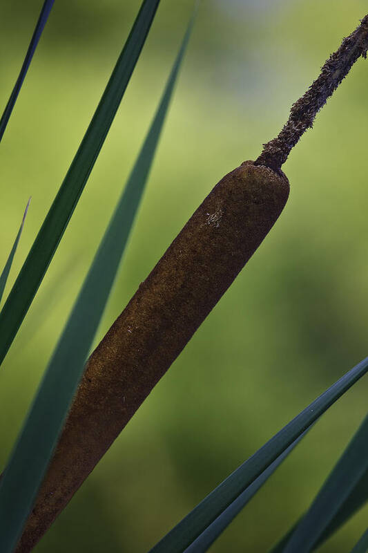 Common Cattail Art Print featuring the photograph Common Cattail #1 by Perla Copernik