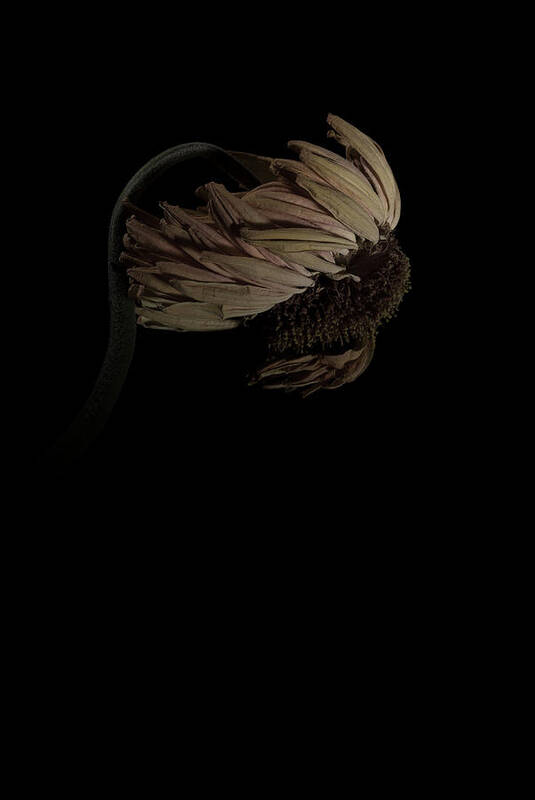 Flower Art Print featuring the photograph Gerbera Daisy by Nathaniel Kolby