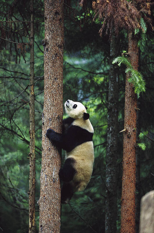 Mp Art Print featuring the photograph Giant Panda Ailuropoda Melanoleuca #1 by Cyril Ruoso