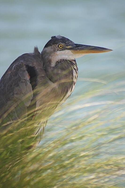 Great Blue Heron Art Print featuring the photograph Great Blue Heron #1 by Jeanne Juhos