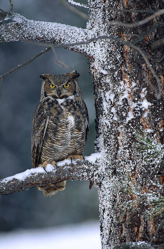 00170554 Art Print featuring the photograph Great Horned Owl Perched In Tree Dusted #1 by Tim Fitzharris