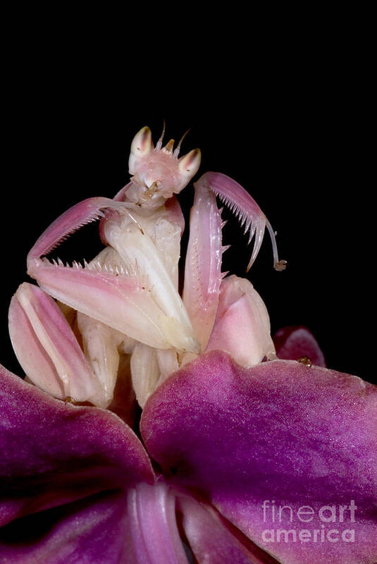 Malaysian Orchid Mantis Art Print featuring the photograph Orchid Mantis #1 by Dant Fenolio