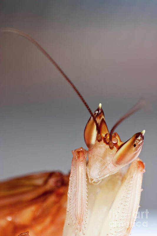 Animals Art Print featuring the photograph Orchid Praying Mantis #1 by Joerg Lingnau